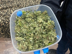 plastikowa miska z suszem marihuany, trzymana przez policjanta