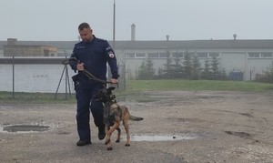 Policjant prowadzi psa służbowego na smyczy