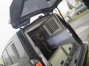 zdjęcia prezentowanego samochodu i psa w samochodzie przy